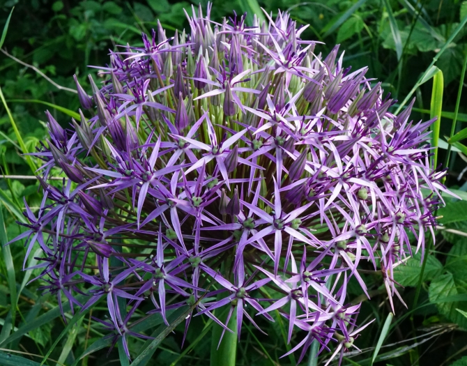 Allium cristophii image