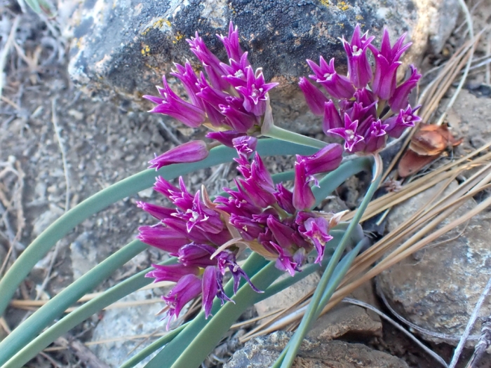 Allium falcifolium image