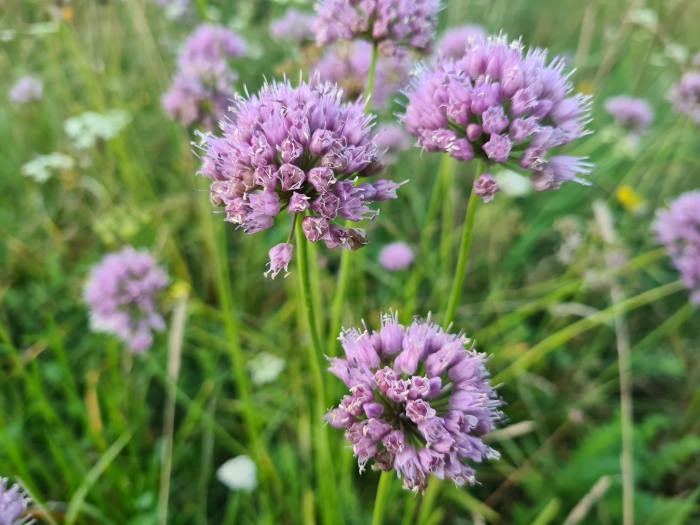 Allium lusitanicum image