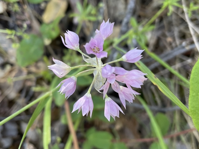 Allium membranaceum image