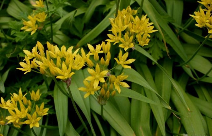 Allium moly image