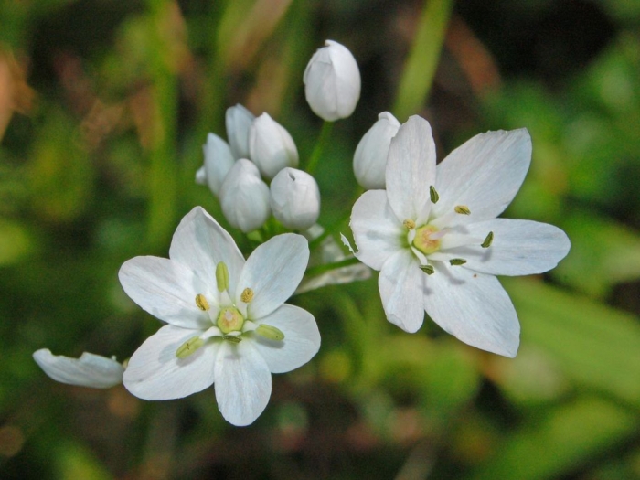 Allium neapolitanum image