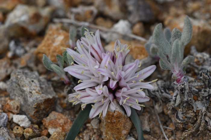 Allium parvum image
