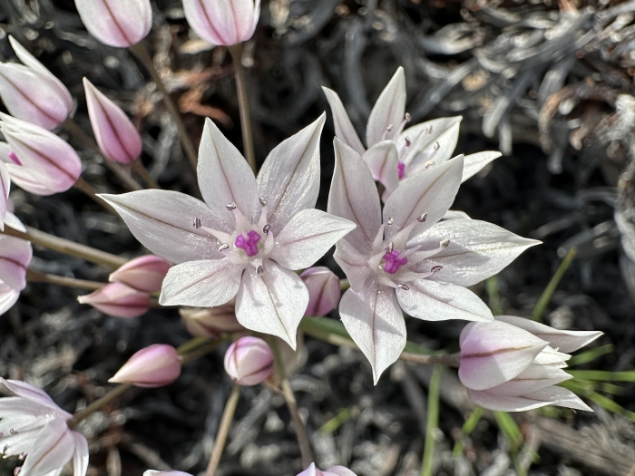 Allium praecox image