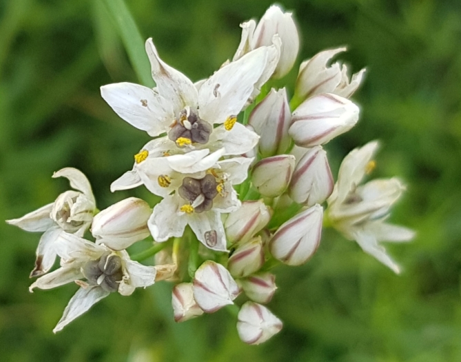Allium ramosum image