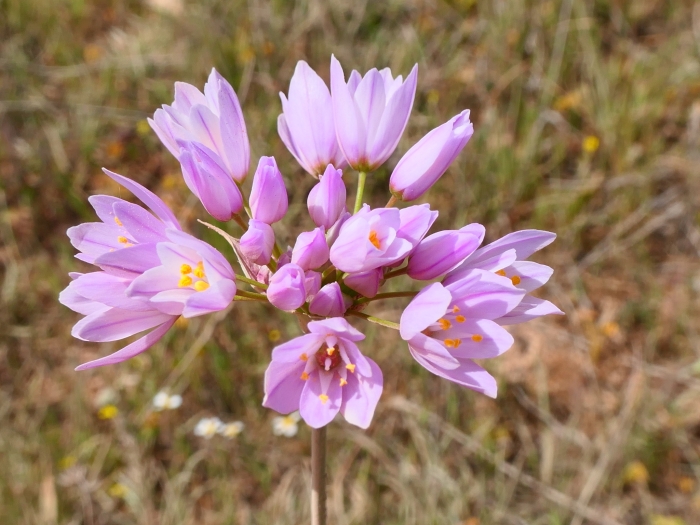 Allium roseum image