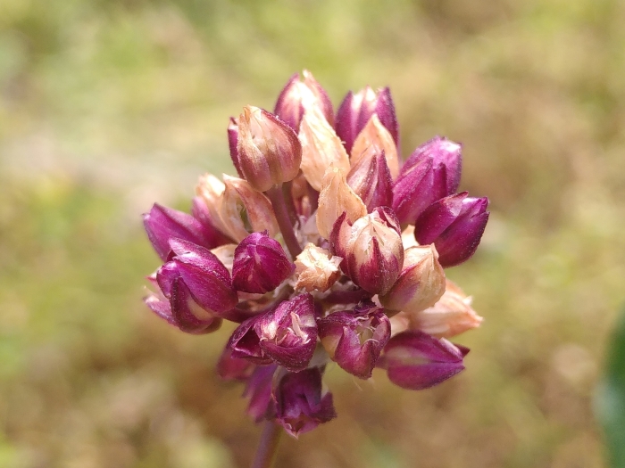 Allium rotundum image