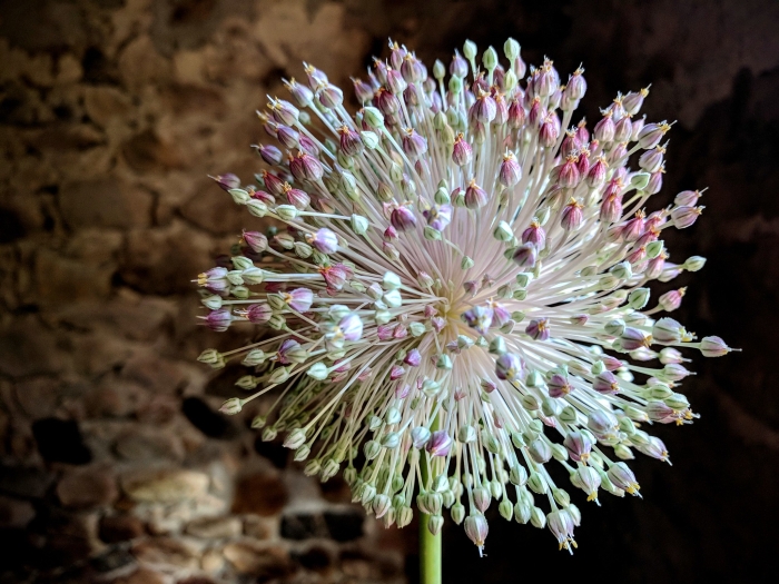 Allium sativum image