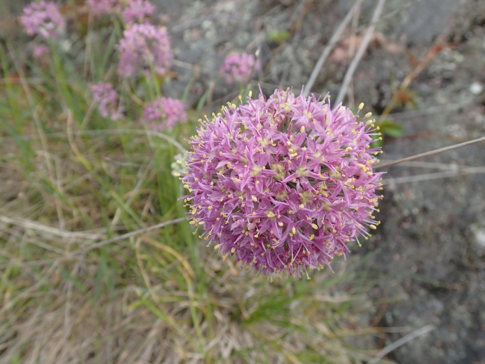 Allium stellatum image