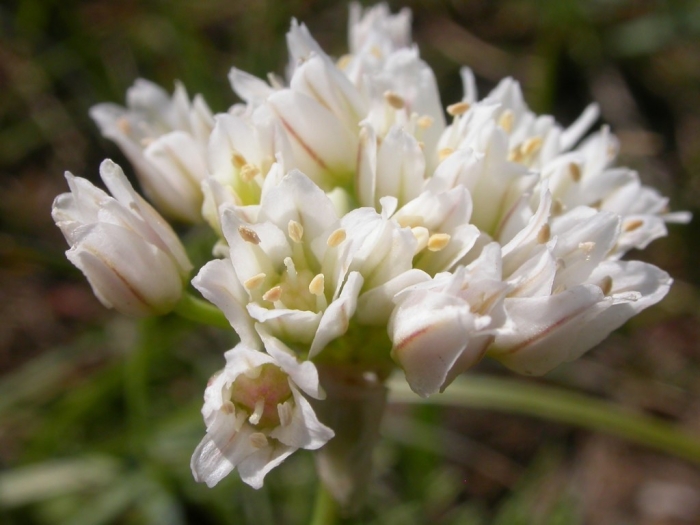 Allium textile image