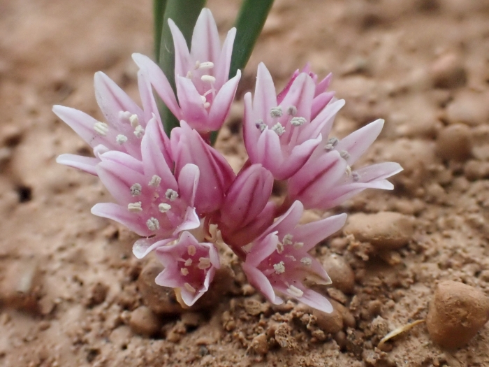 Allium tolmiei image