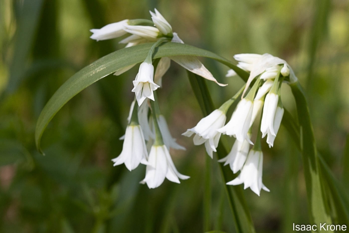 Allium triquetrum image