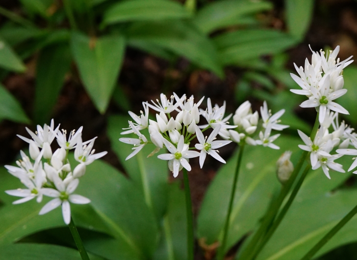 Allium ursinum image
