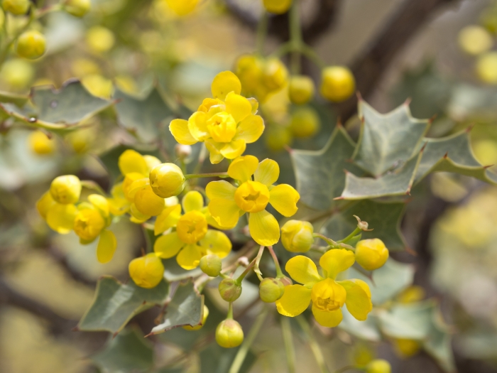 Alloberberis fremontii image
