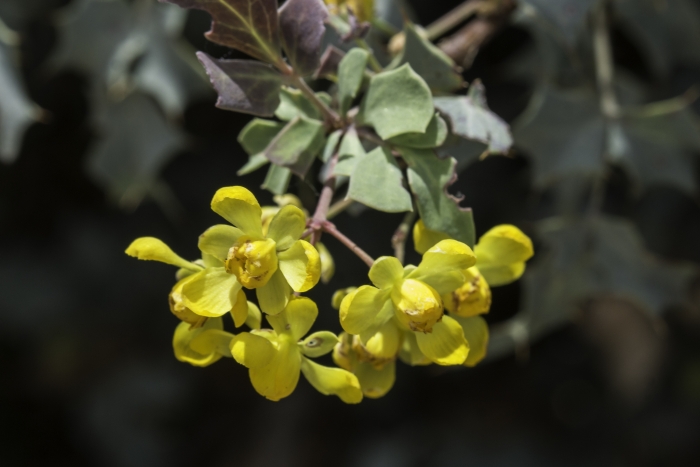 Alloberberis haematocarpa image
