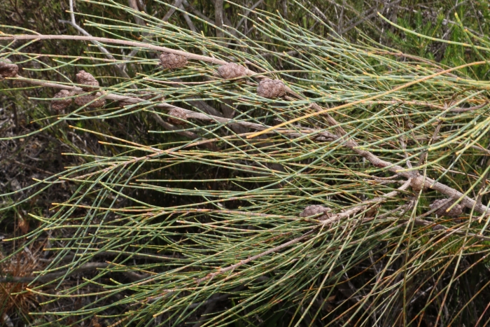 Allocasuarina distyla image