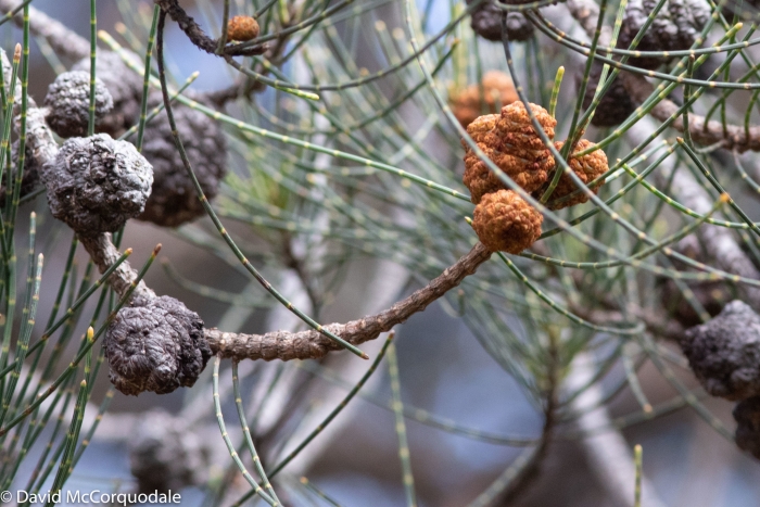 Allocasuarina fraseriana image