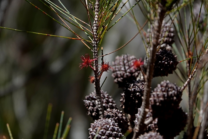 Allocasuarina littoralis image