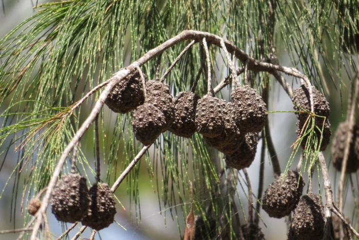 Allocasuarina torulosa image