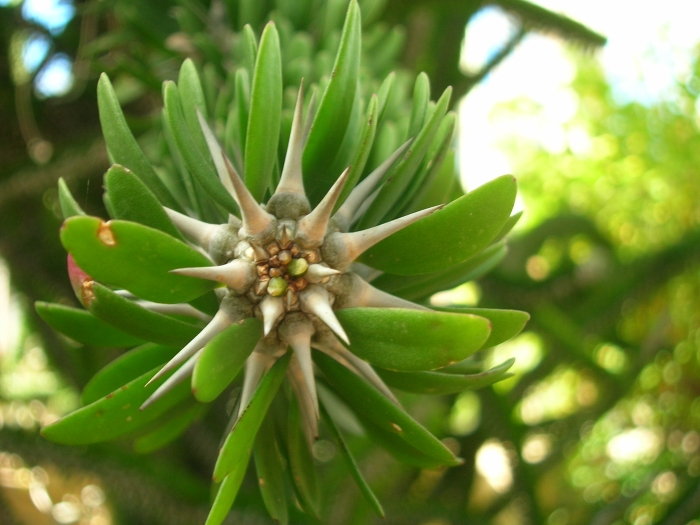 Alluaudia procera image