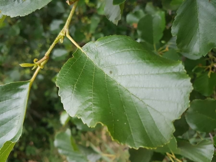 Alnus glutinosa image