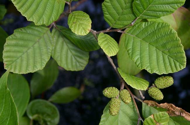 Alnus hirsuta image