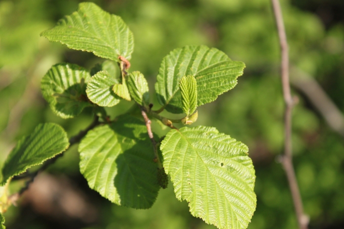 Alnus incana subsp. rugosa image