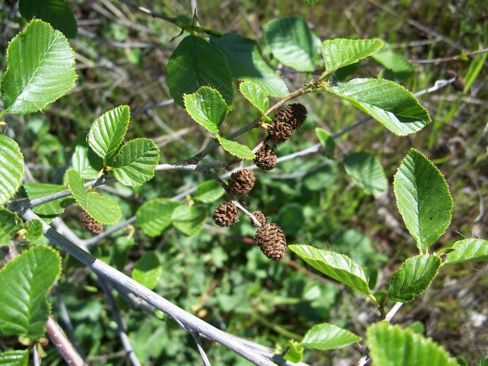 Alnus rhombifolia image