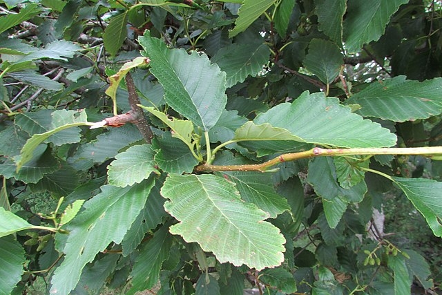 Alnus rubra image
