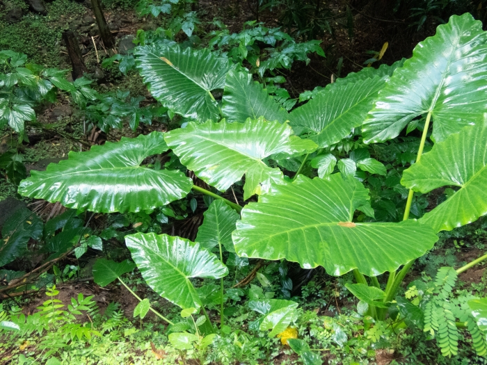 Alocasia macrorrhizos image