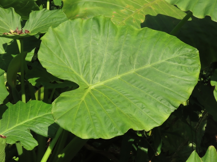 Alocasia odora image