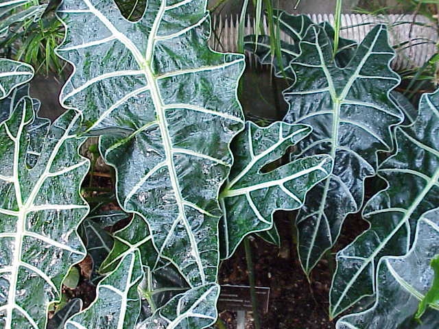 Alocasia sanderiana image