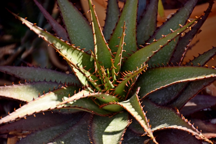 Aloe affinis image