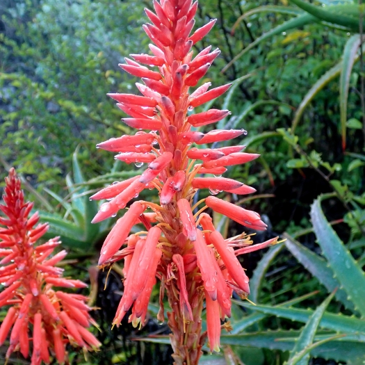 Aloe arborescens image