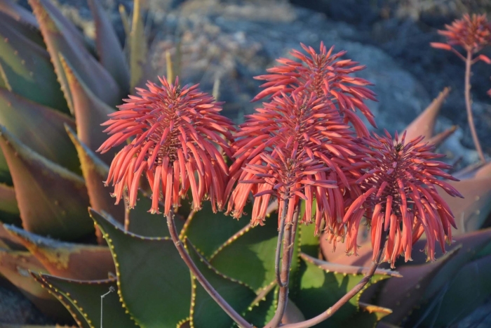 Aloe brevifolia image