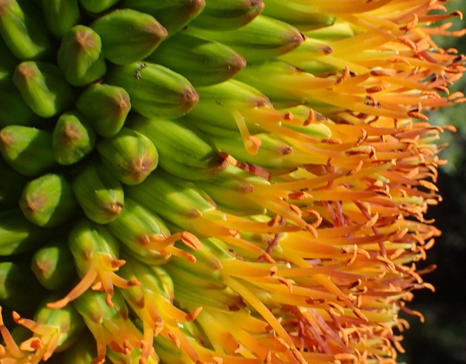 Aloe broomii image