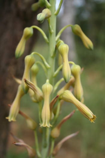 Aloe buettneri image
