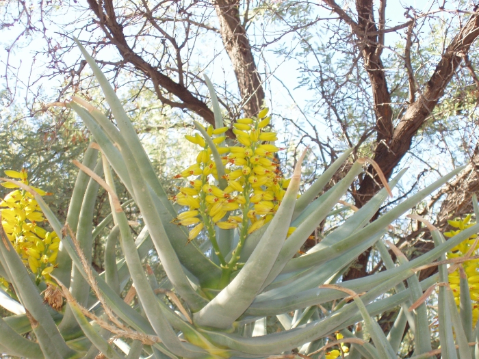 Aloe dichotoma image