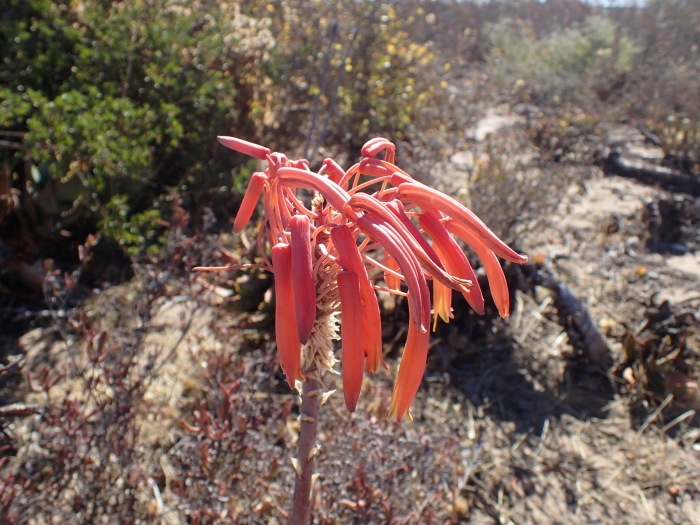 Aloe distans image