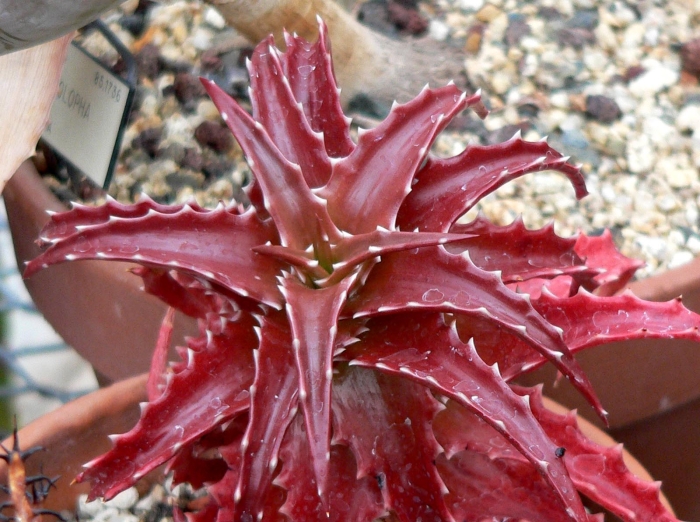 Aloe dorotheae image