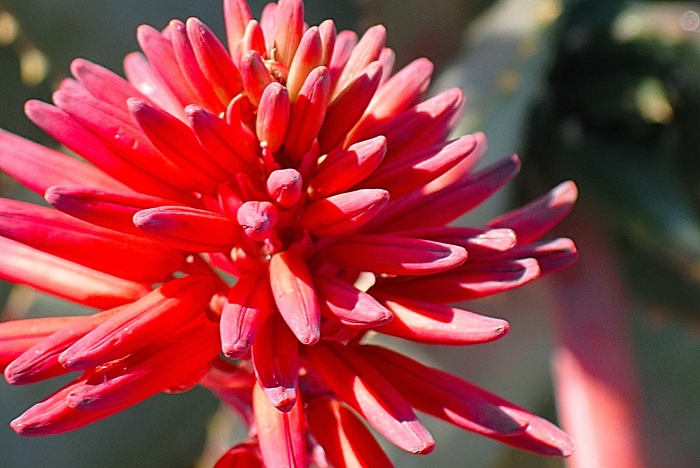 Aloe perfoliata image