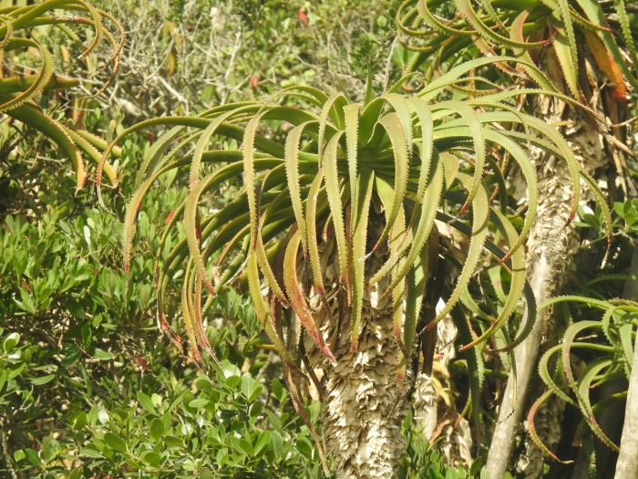 Aloe pluridens image