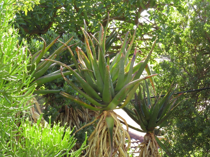 Aloe rupestris image