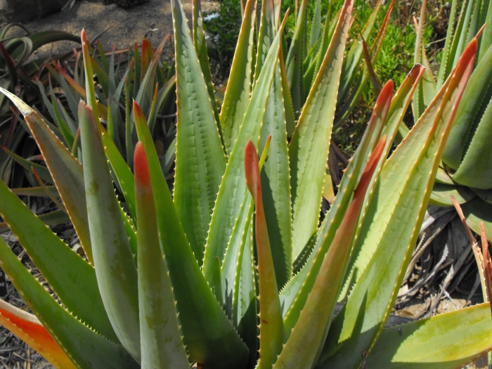 Aloe succotrina image