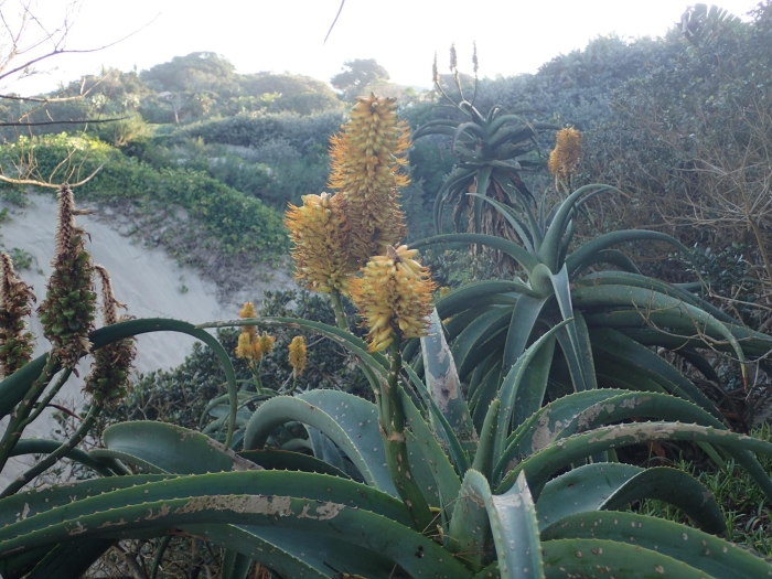 Aloe thraskii image