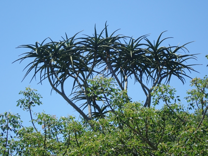 Aloidendron barberae image