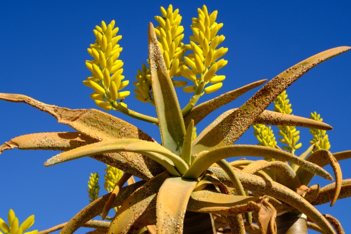 Aloidendron dichotomum image