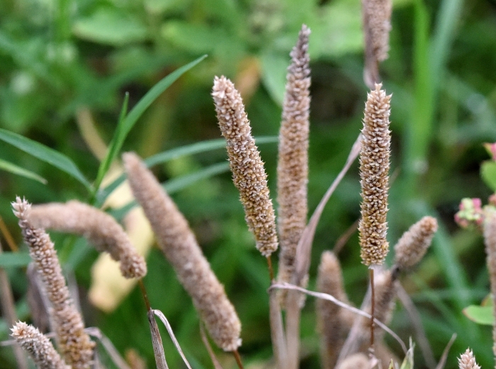 Alopecurus aequalis image