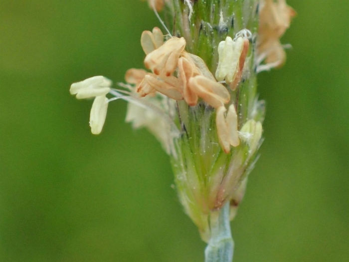 Alopecurus geniculatus image