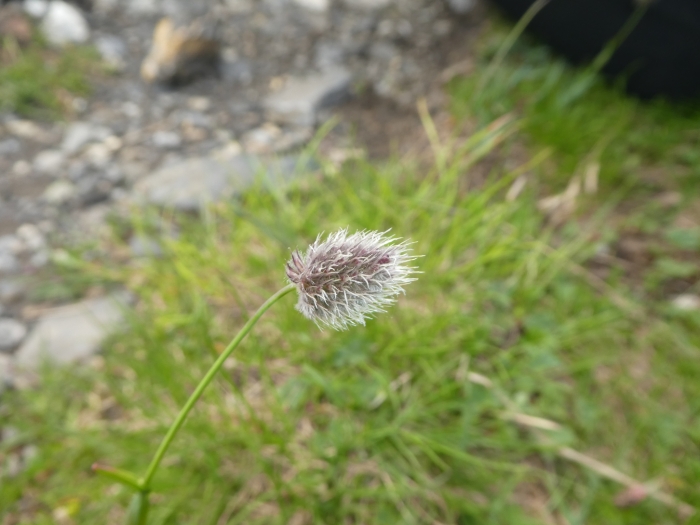 Alopecurus gerardii image